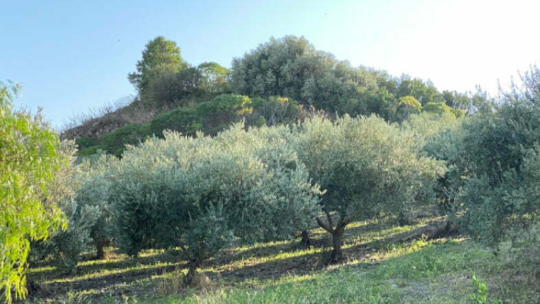 Azienda Agricola Mazzarese produttore di olio extravergine di oliva In Sicilia