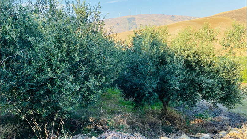 Azienda Agricola Mazzarese produttore di olio extravergine di oliva In Sicilia