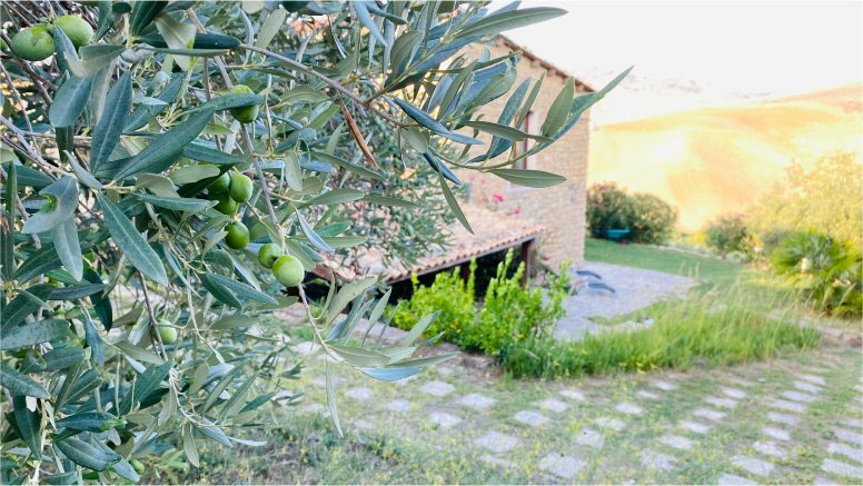 Azienda Agricola Mazzarese produttore di olio extravergine di oliva In Sicilia