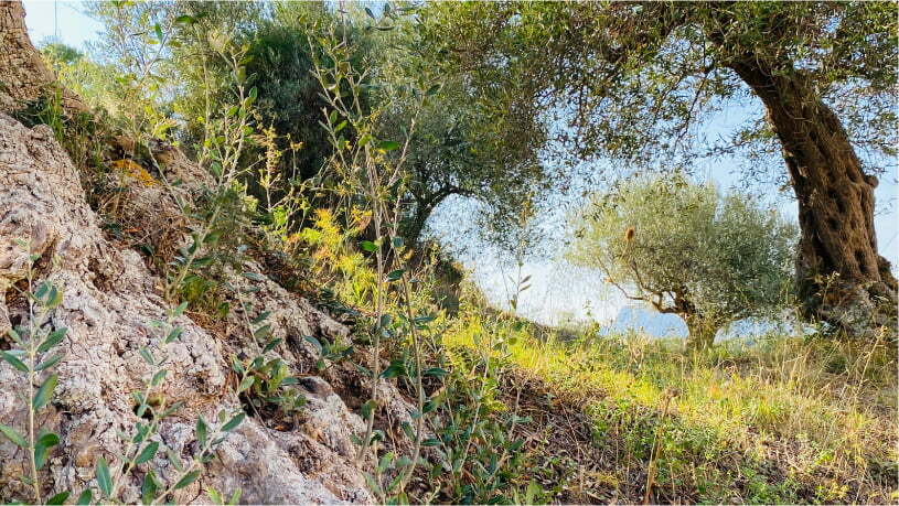 Azienda Agricola Mazzarese produttore di olio extravergine di oliva In Sicilia