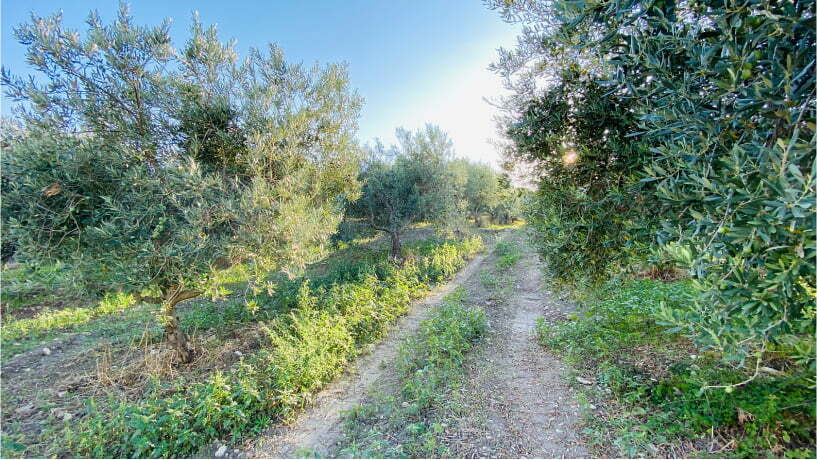 Azienda Agricola Mazzarese produttore di olio extravergine di oliva In Sicilia