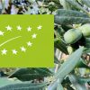 olio biologico cosa e-01