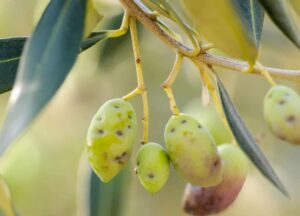 olive-rischio produzione olio evo